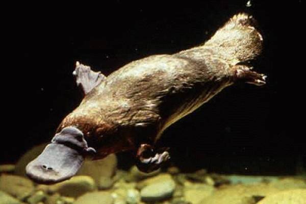 duck billed platypus.jpg